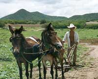 Mexican farmer and two plowhorses