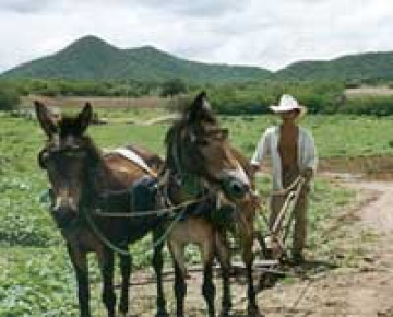 man with horses on farm